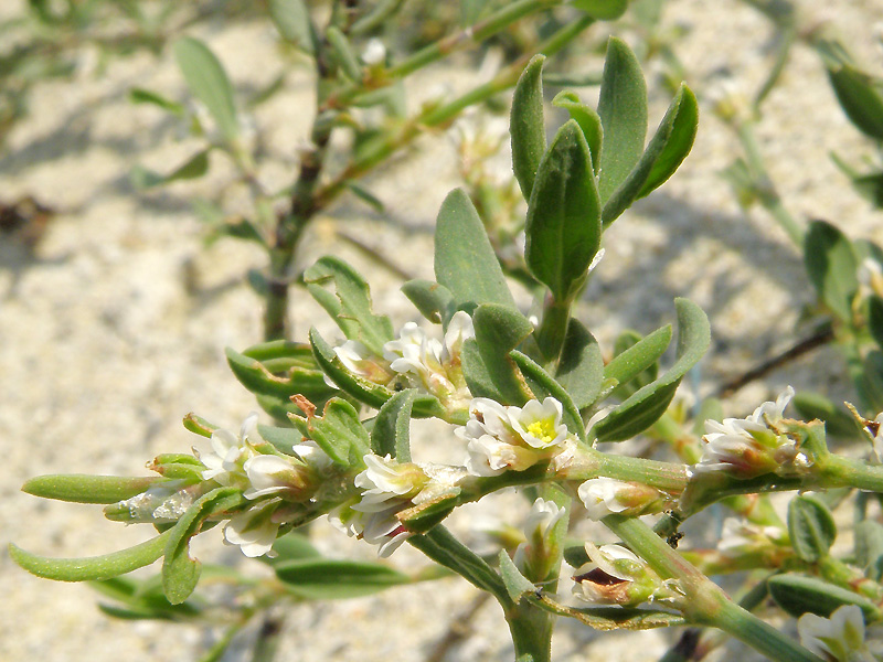 Polygonum robertii / Poligono di Robert